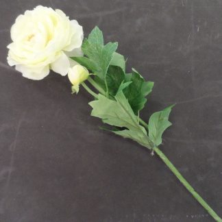 Witte rozen